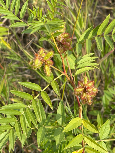 Wild Licorice