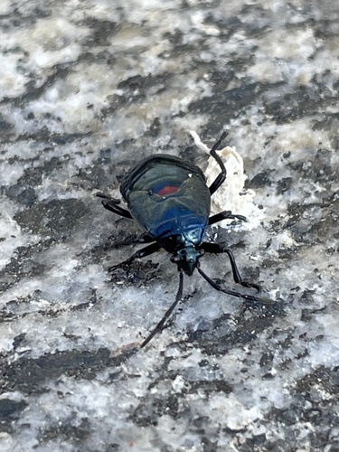 iNaturalist observation photo of California Bordered Plant Bug