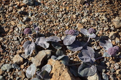 Asclepias solanoana