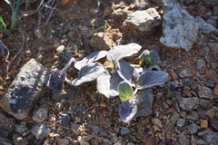 Asclepias solanoana
