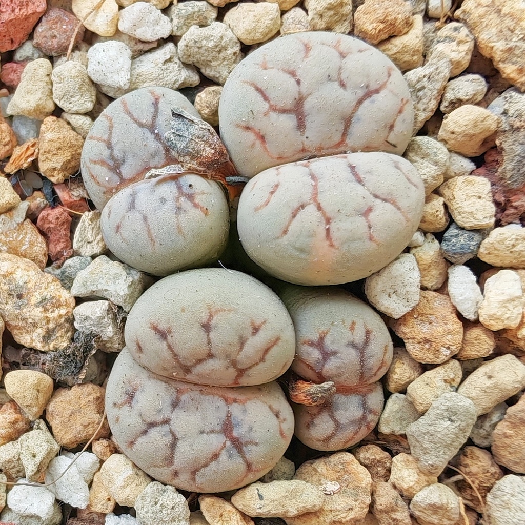 Lithops werneri