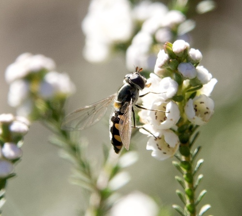 Common Halfband