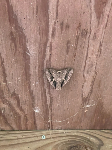 Sweetheart Underwing