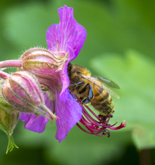 Apis mellifera
