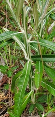 Pterocaulon