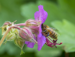Apis mellifera