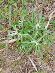 Pterocaulon