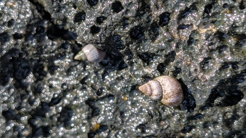 Littoraria pintado observed 2026-08-16
