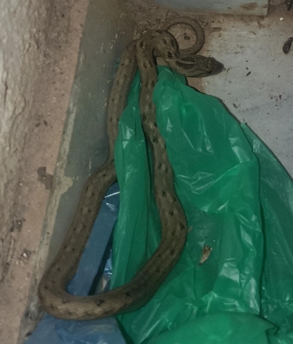 Chaco Sepia Snake