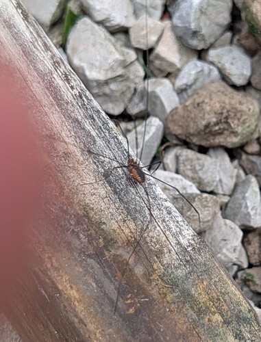 Banded Harvestman