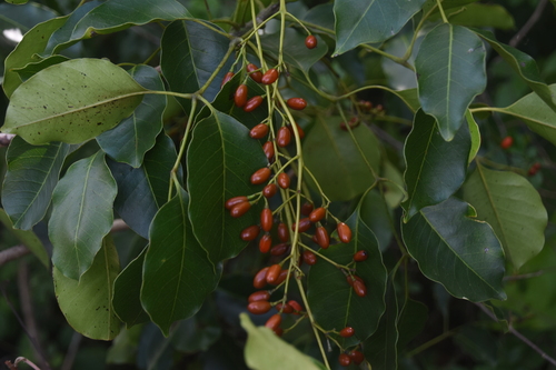 Black Poisonwood