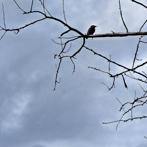 Red-breasted Nuthatch