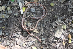 Imantodes gemmistratus