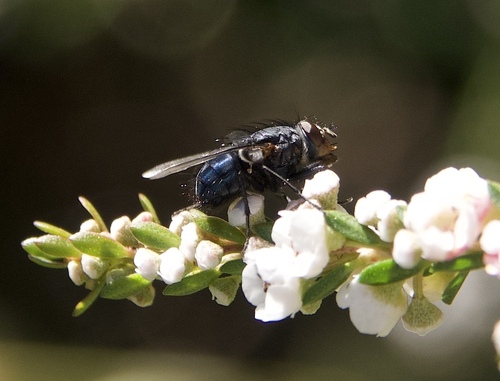 Blue Blowfly