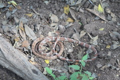 Imantodes gemmistratus