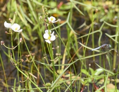 Sagittaria