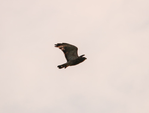 Broad-winged Hawk