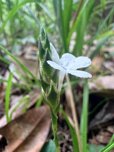 Elytraria caroliniensis