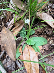 Elytraria caroliniensis, photograph (c) Melissa Meadows, some rights reserved (CC BY)