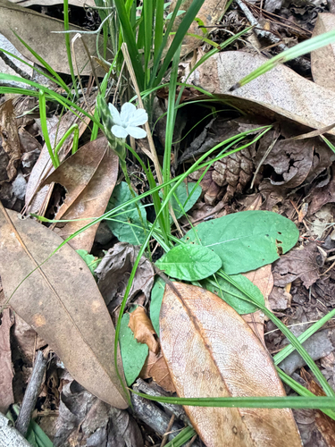Elytraria caroliniensis, photograph 6