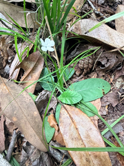 Elytraria caroliniensis, photograph (c) Melissa Meadows, some rights reserved (CC BY)
