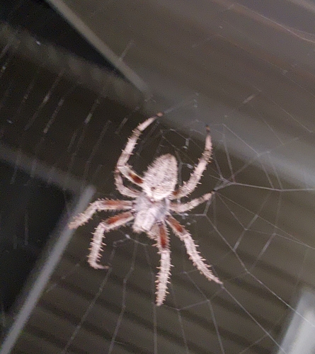 Spotted Orbweaver