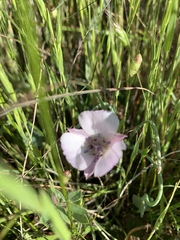 Calochortus umbellatus