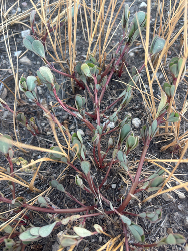 Common Purslane