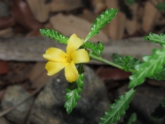 Turnera diffusa