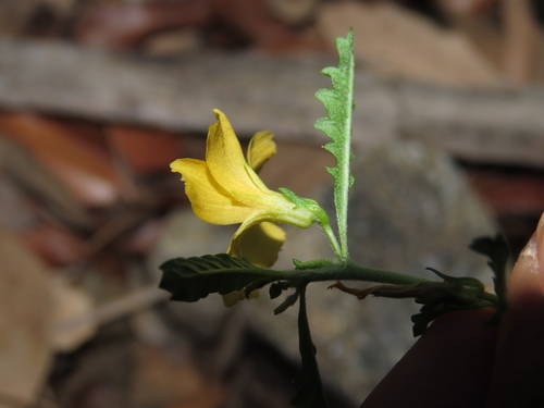 Turnera diffusa, photograph 1