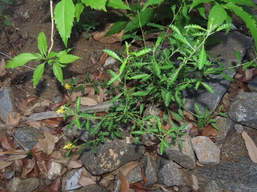 Turnera diffusa, photograph 2