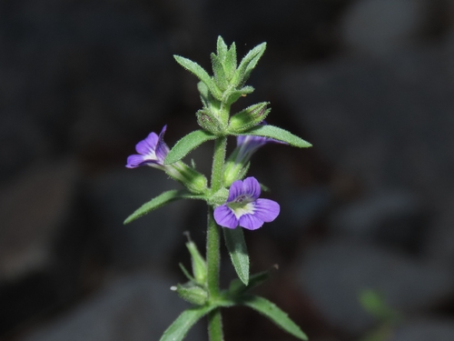 Stemodia durantifolia