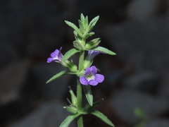 Stemodia durantifolia