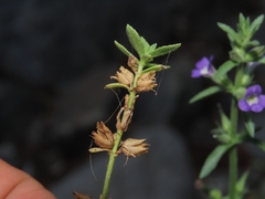 Stemodia durantifolia, photograph (c) Abraham Sánchez Romero, some rights reserved (CC BY)