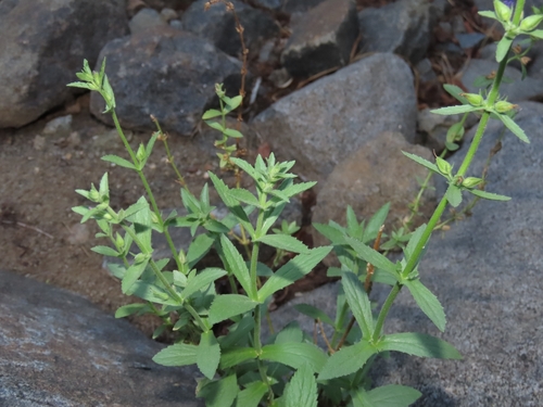 Stemodia durantifolia, photograph 2