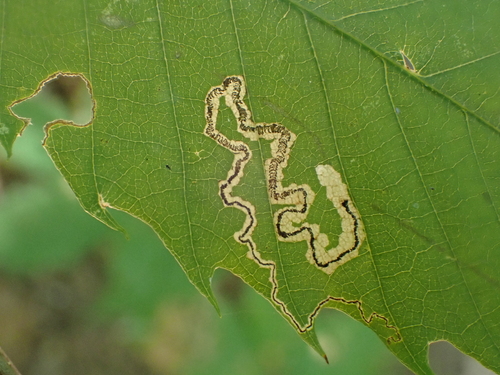 Stigmella castaneaefoliella