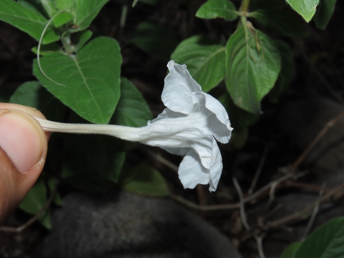 Ruellia leucantha