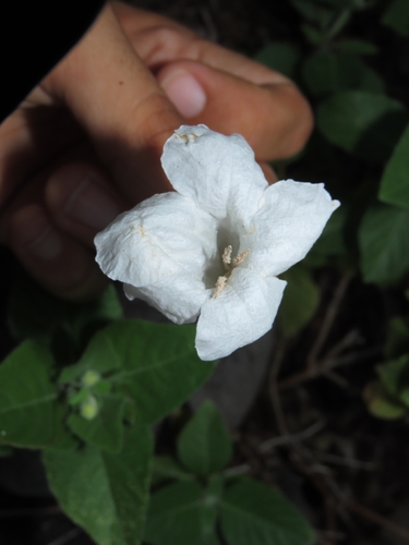 Ruellia leucantha, photograph 1