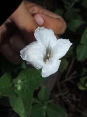 Ruellia leucantha, photograph (c) Abraham Sánchez Romero, some rights reserved (CC BY)