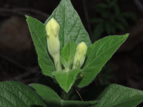 Ruellia leucantha, photograph 2