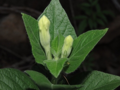 Ruellia leucantha, photograph (c) Abraham Sánchez Romero, some rights reserved (CC BY)