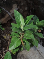 Ruellia leucantha, photograph (c) Abraham Sánchez Romero, some rights reserved (CC BY)