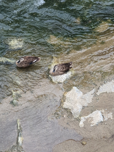Eastern Spot-billed Duck