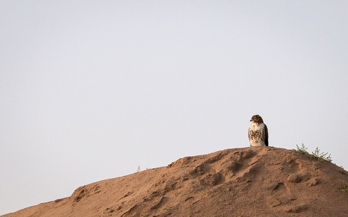 Red-tailed Hawk
