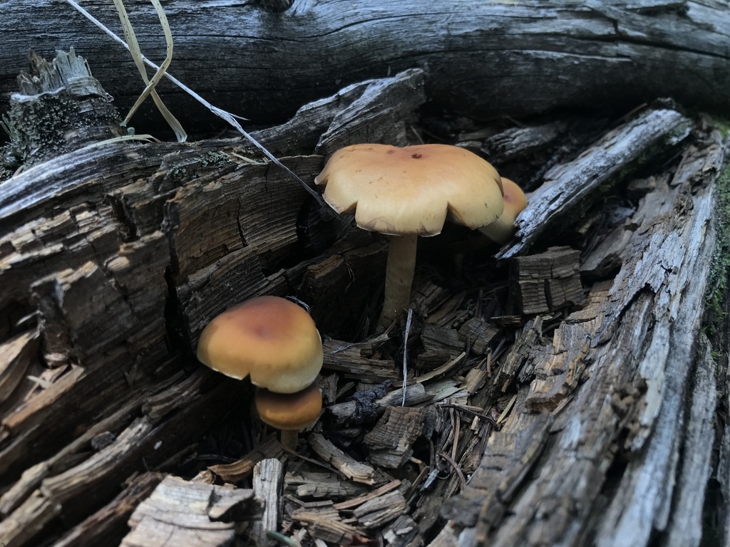Smoky-gilled Hypholoma · August 2026 · photo: Photo: (c) Matthew Rozanoff, some rights reserved (CC BY) · iNaturalist