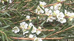 Homalospermum firmum