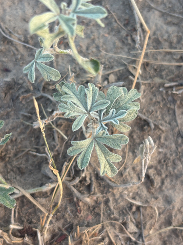 Scarlet Globemallow