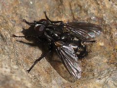 Rhinomorinia sarcophagina