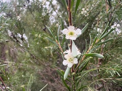 Homalospermum firmum, photograph (c) Ann Bentley, some rights reserved (CC BY)