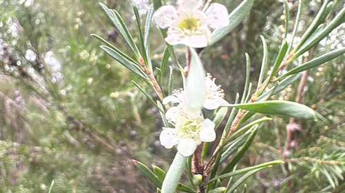 Homalospermum firmum, photograph 2